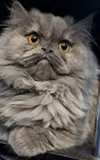دنیای مجازی