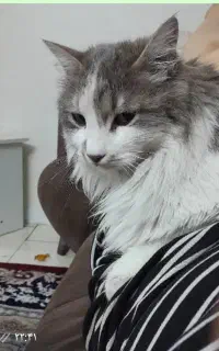 گربه ماده عقیم شده