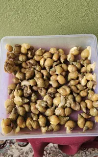 حلزون طبی