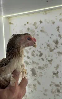 مرغ و خروس و جوجه لاری هندی نوک طوطی دم طاووسی