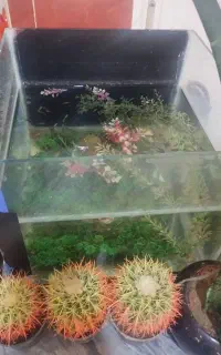 ماهی گپی با تمام وسایل