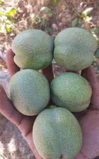 فروش گردو تویسرکان