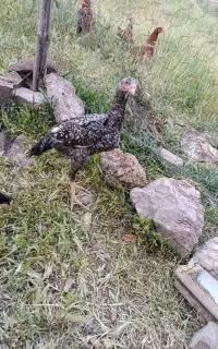 مرغ و خروس اوشامو