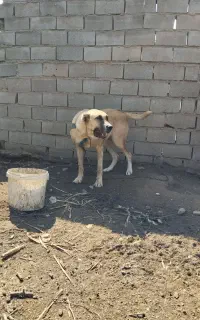 واگذاری ماده سگ سرابی