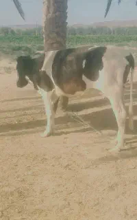 گاو