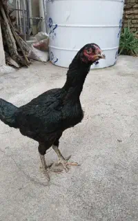 مرغ لاری اصیل