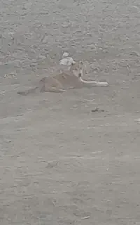 سگ سرابی پژدر هرا سانی