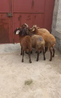 بره نر پای پرواری تمام نر