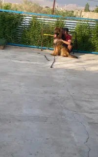 ژرمن جنسیت نر