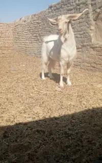 تکه
