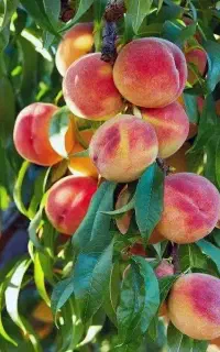 نهال هلو آلبرتا در قم، مشاوره رایگان انتخاب نهال