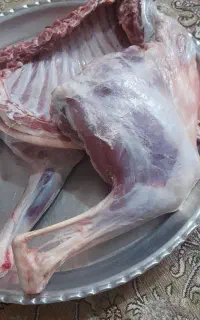 گوشت تیشتر ماده