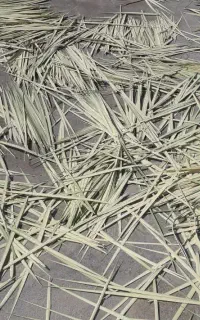 پیشک