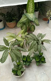 حراج انواع گل دونه ۲۵۰