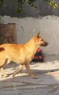 یه سگ ژرمن اصل