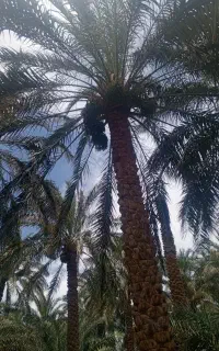 خوشه بر هستم
