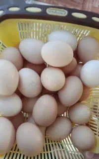 تخم مرغ محلی