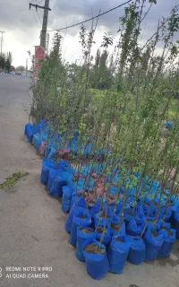نهال میوه گلدانی ریشه پرشنداباد