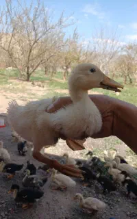 جوجه اردک نیمچه