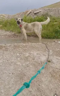 ماده جوان 2ساله