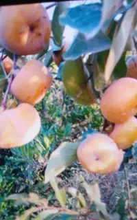 باغ خرمالو