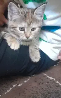 واگذاری گربه ۳ماهه