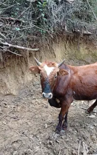 ورزا دورگ محلی مناسب برای خانه دار