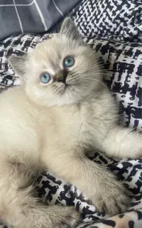 بریتیش رگدال چشم ابی