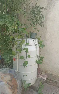 فروش گل‌های اپارتمان