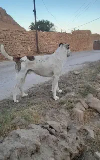 سگ افغانی به شرط آدمی و گوسفند