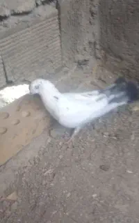 اصفهانی پر
