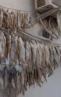 ماهی شور کفال