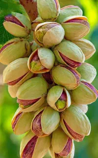 هلوشلیل بادام گوجه سبزآلوصنوبرسیب انگورگردوسماق