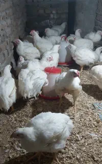 اورگانیک