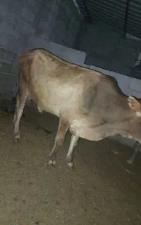 نر گاه