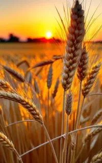 فروش زمین کشاورزی کارزان