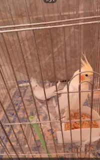 عروس هلندی