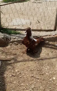 قرمزی نشان بالا ککیلی معاوضه