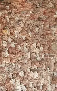 جارو درجه یک قیمت مناسب