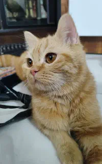 گربه