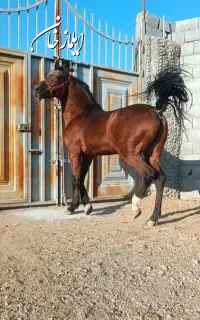 سیلمی دره شوری خالص(جهت کشش)