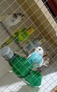 ۳ جفت مرغ عشق جوان