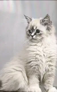 گربه بریتیش ماده
