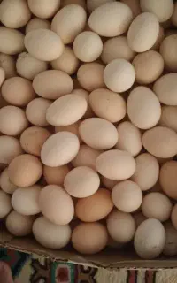 تخم مرغ محلی