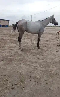 مادیان ترکمن ۵ ساله فروشی