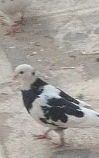 کبوتر بشرط