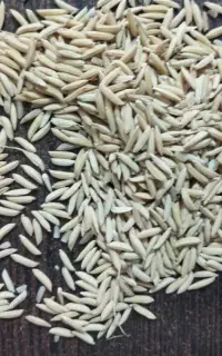شالی طارم درجه یک