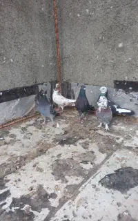 کبوتر فروشی