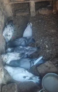 یازده عدد کفتر بوم فروش فوری