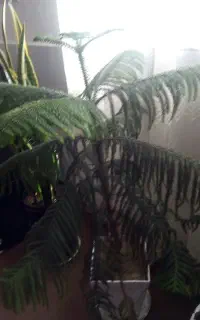 کاج مطبق